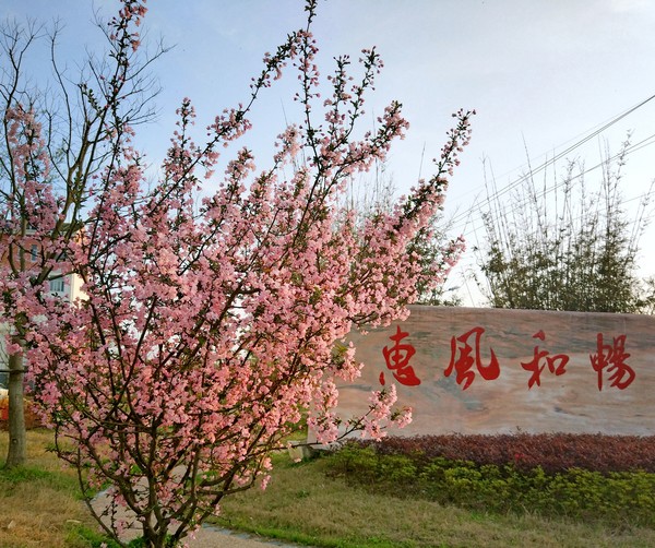 惠风和畅--许艳.jpg
