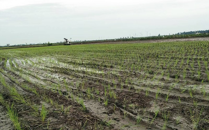 二场机插秧2.jpg